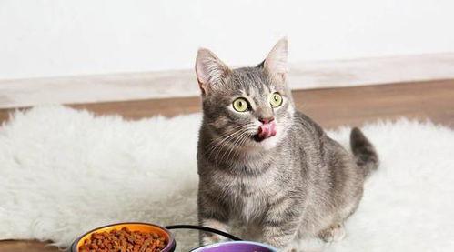 娱乐吃瓜酱大猫咪,揭秘娱乐圈背后的喵星人故事